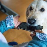 Hund bringt seiner Besitzerin ihr Handy