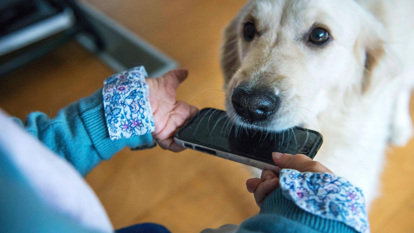 Hund bringt seiner Besitzerin ihr Handy