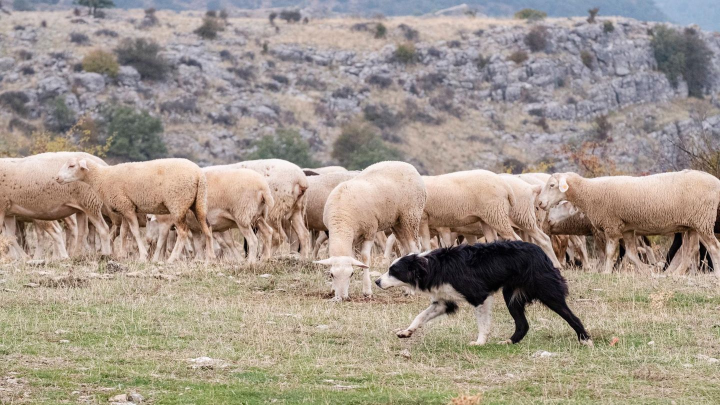 Hund umkreis eine Schaf-Herde