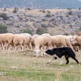 Hund umkreis eine Schaf-Herde