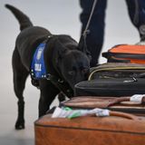 Hund schnüffelt an Koffern