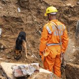 Ein Hund sucht vermisste Personen