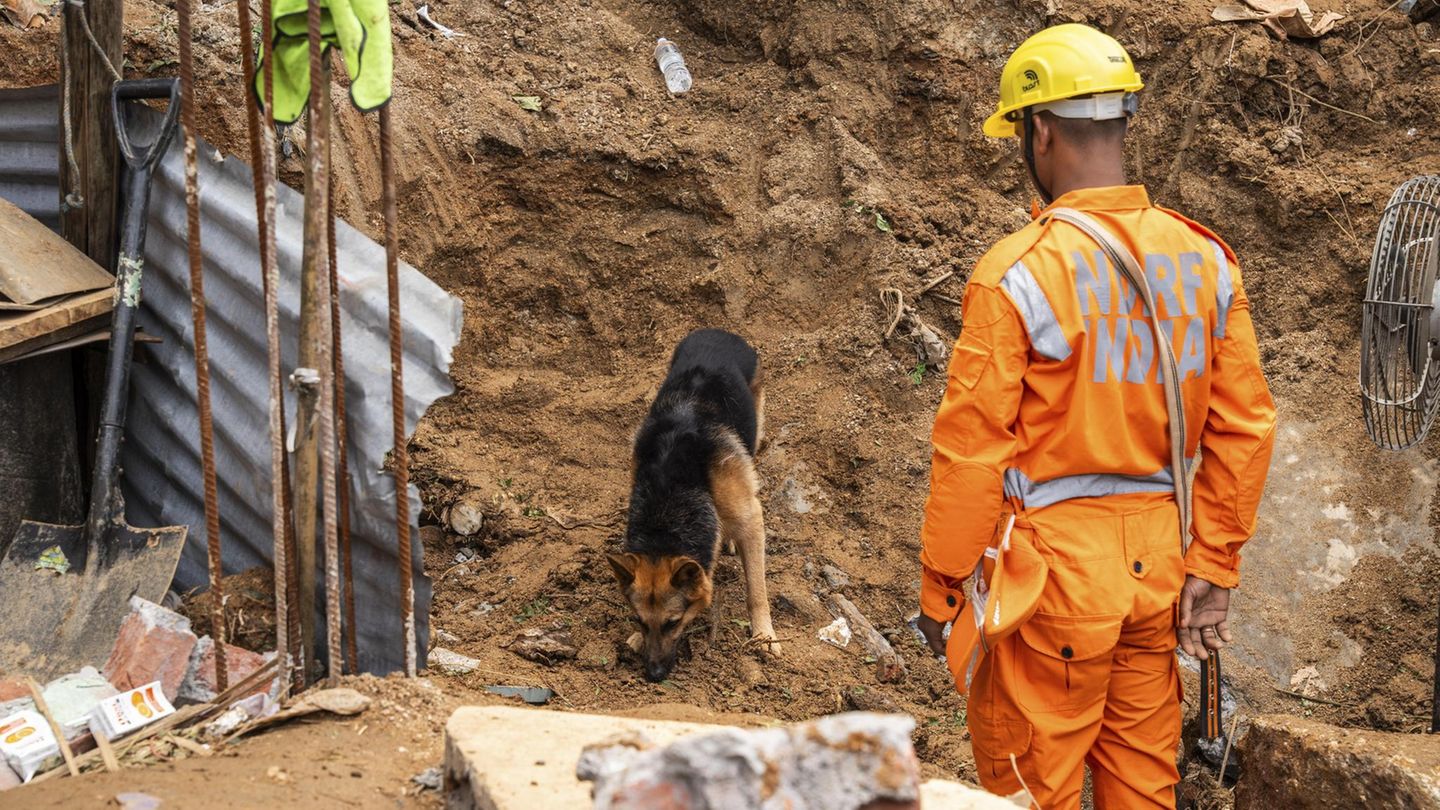 Ein Hund sucht vermisste Personen