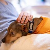 Hund auf dem Schoß einer Patientin