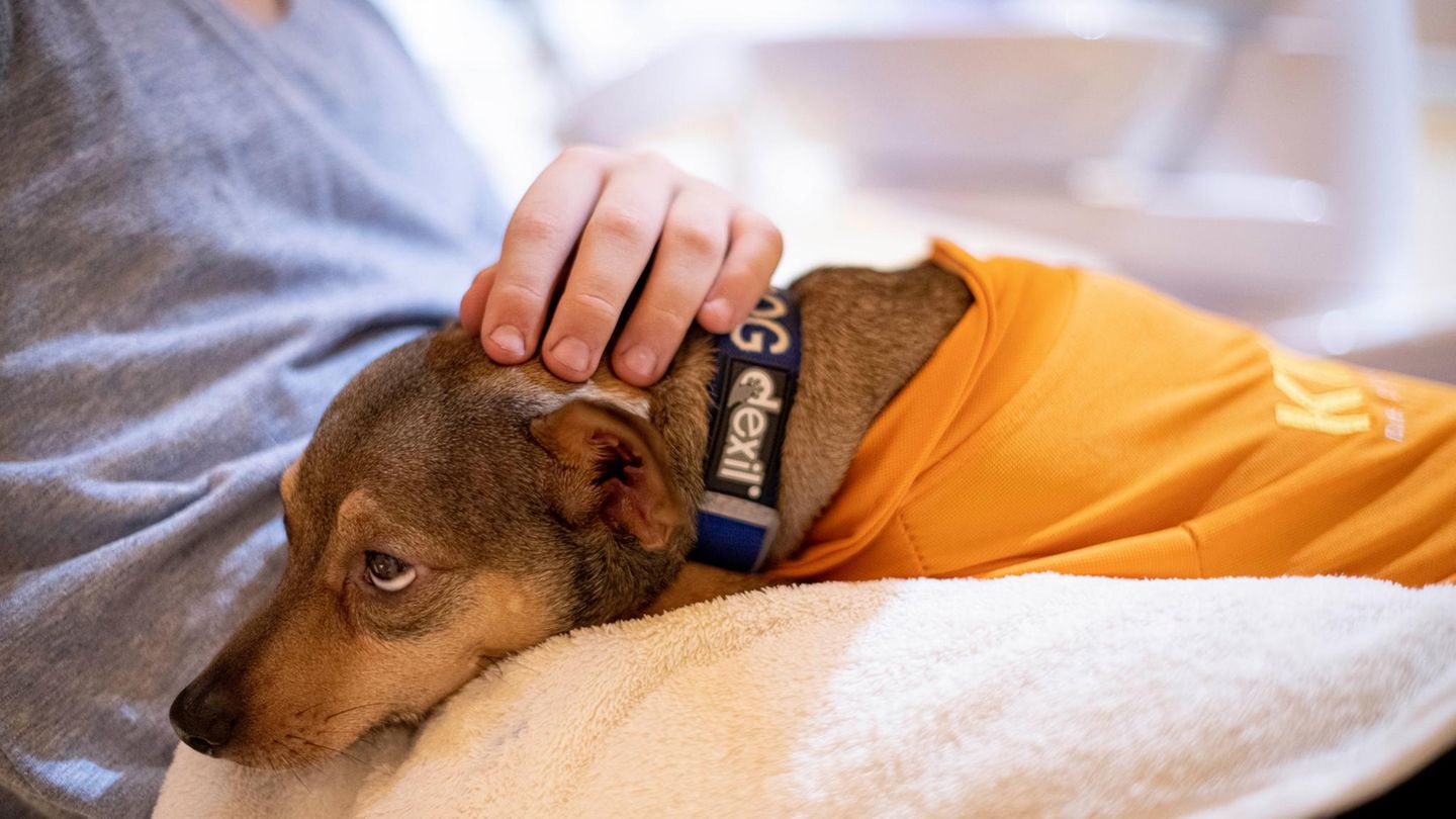 Hund auf dem Schoß einer Patientin