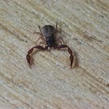 Ungeziefer: Buchskorpion
