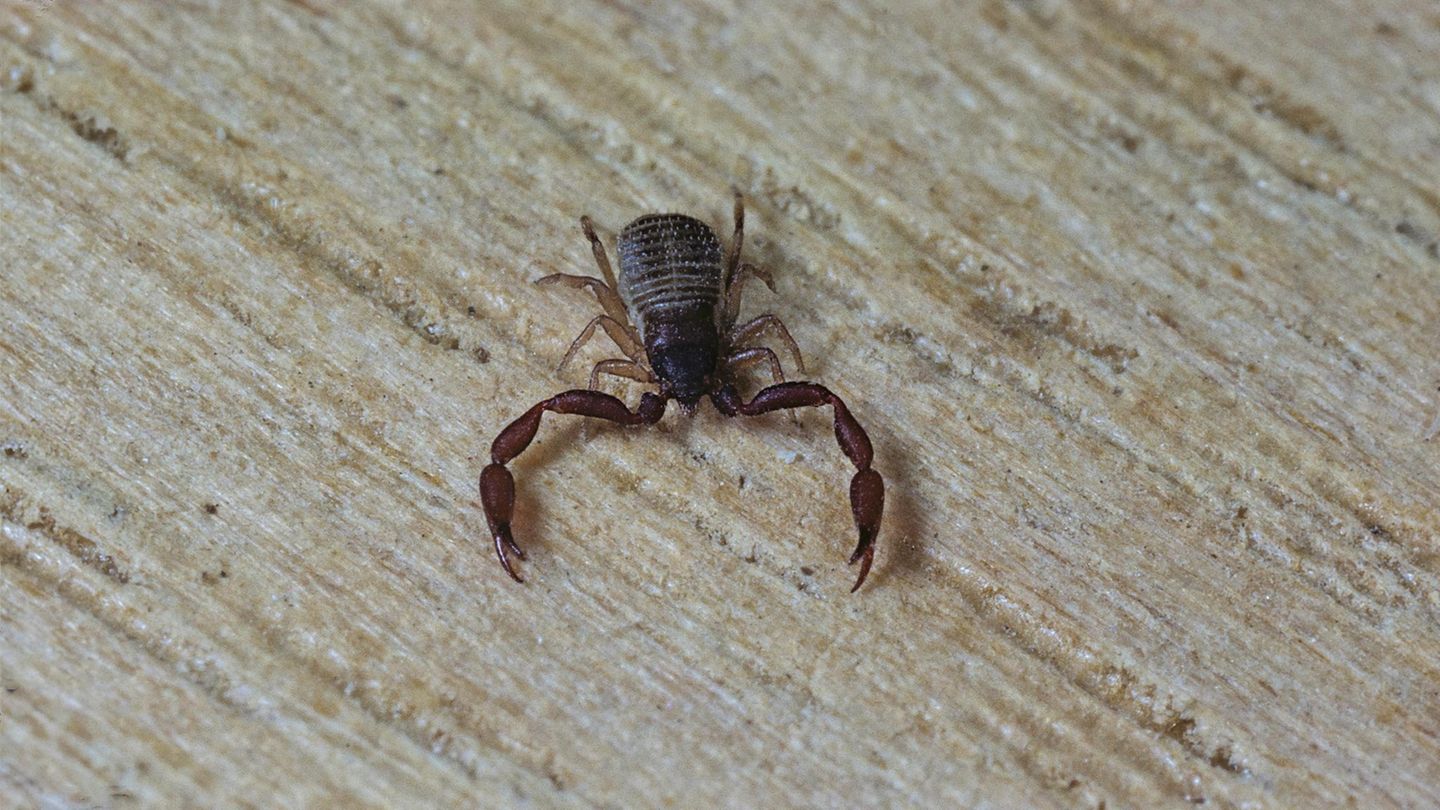 Ungeziefer: Buchskorpion