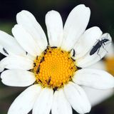 Ungeziefer: Thripse auf einer Blüte