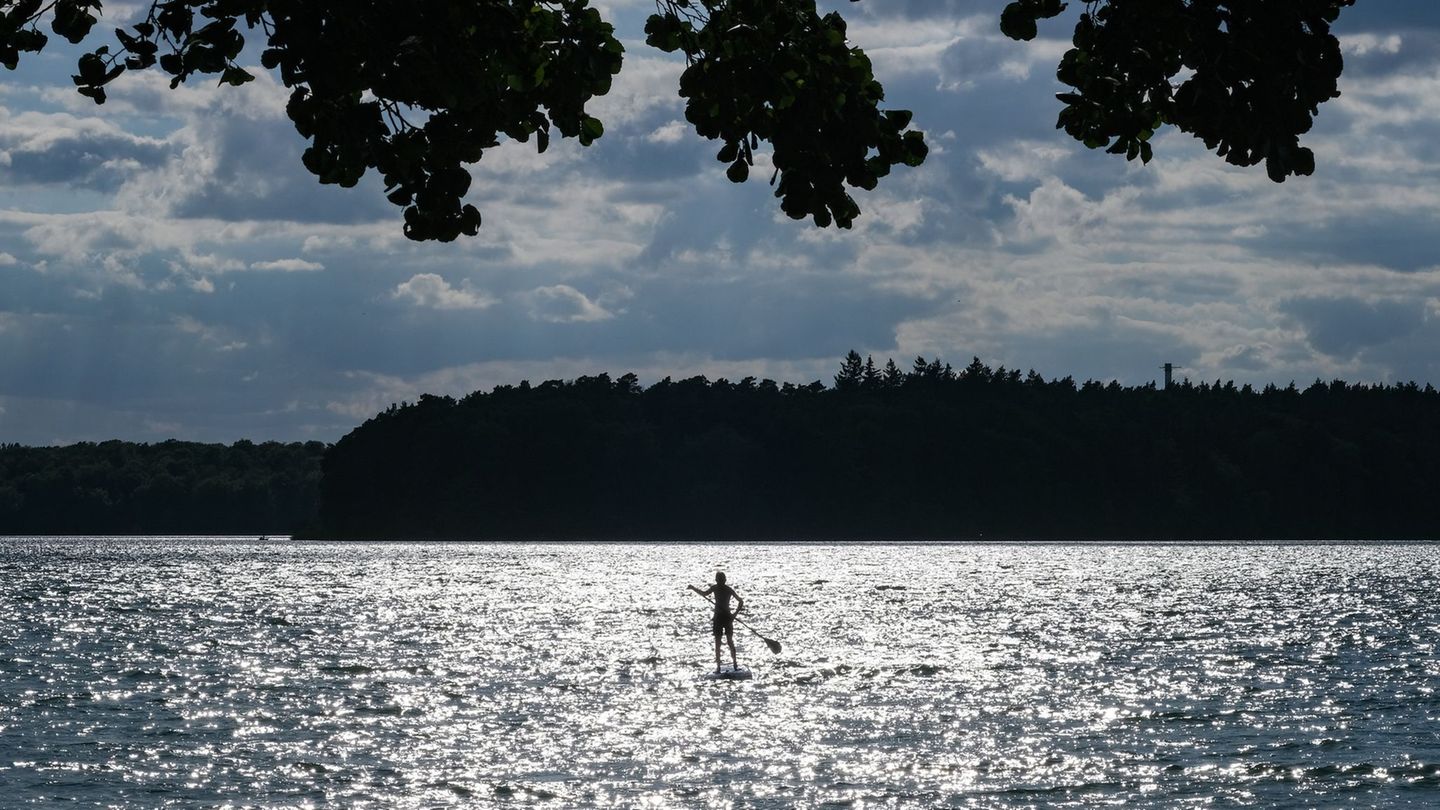 Die Stechlin-Maräne ist jetzt vom Aussterben bedroht (Archivbild) Foto: Jens Kalaene/dpa-Zentralbild/ZB
