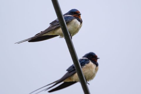 Die ersten Schwalben sind aus ihrem Winterquartier nach Thüringen zurückgekehrt. (Archivbild) Foto: Patrick Pleul/dpa