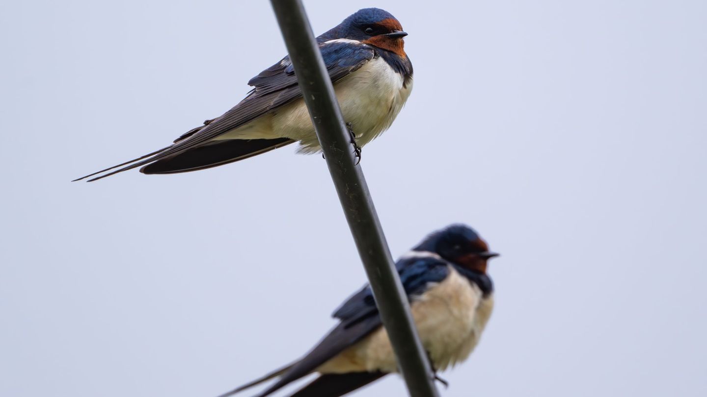 Die ersten Schwalben sind aus ihrem Winterquartier nach Thüringen zurückgekehrt. (Archivbild) Foto: Patrick Pleul/dpa