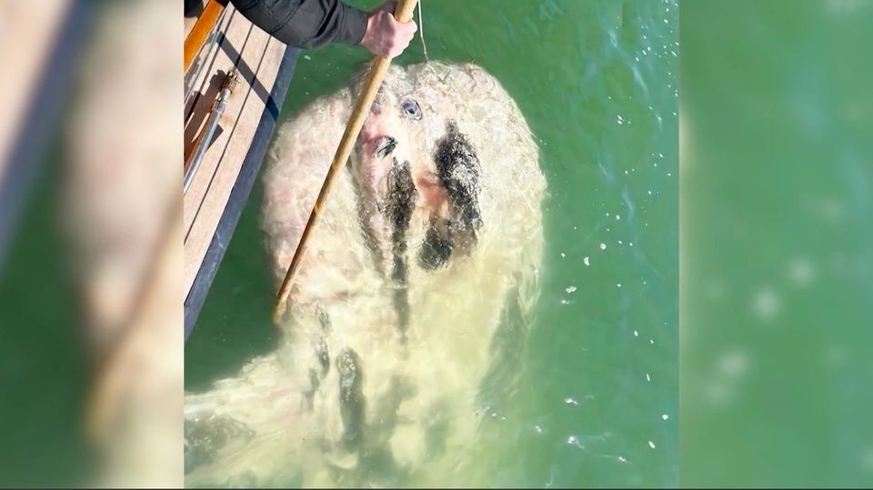Mondfisch-Kadaver wird aus dem Wasser gehoben