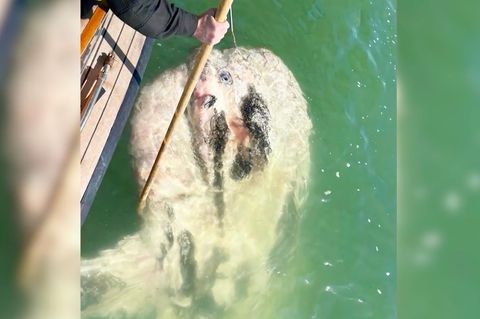 Mondfisch-Kadaver wird aus dem Wasser gehoben