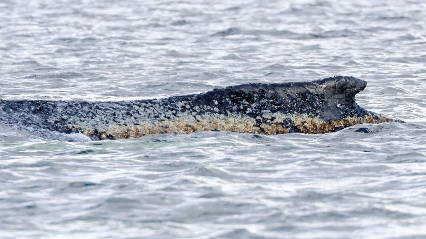 Der zunächst bei Timmendorfer Strand an der Ostseeküste gestrandete Wal