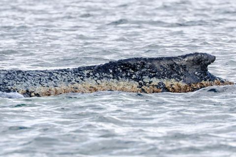 Der zunächst bei Timmendorfer Strand an der Ostseeküste gestrandete Wal