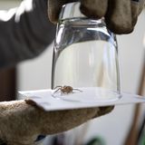 Ungeziefer: Spinne in Glas gefangen