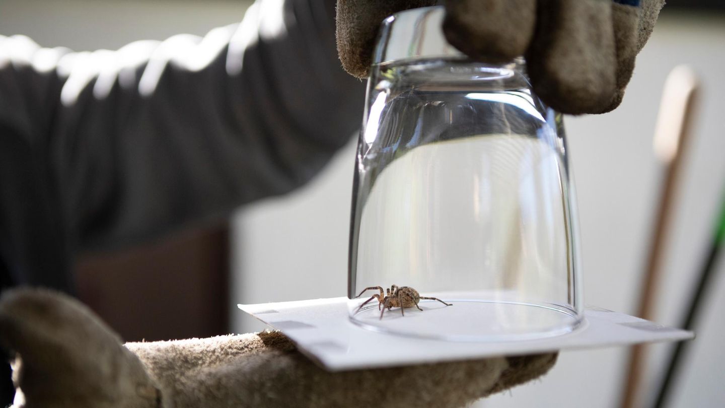 Ungeziefer: Spinne in Glas gefangen