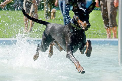 Hunde der Dobermann-Rasse können ganz schön groß werden. (Symbolbild) Foto: Stefan Puchner/dpa