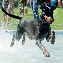 Hunde der Dobermann-Rasse können ganz schön groß werden. (Symbolbild) Foto: Stefan Puchner/dpa