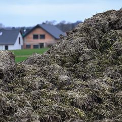 Ein Misthaufen entpuppte sich als unerwarteter Freund der Polizei. (Symbolbild) Foto: Arne Dedert/dpa