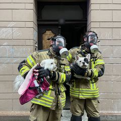Zwei Hunde rettete die Feuerwehr und übergab sie ihren Besitzern. Foto: -/Feuerwehr Bremerhaven/dpa