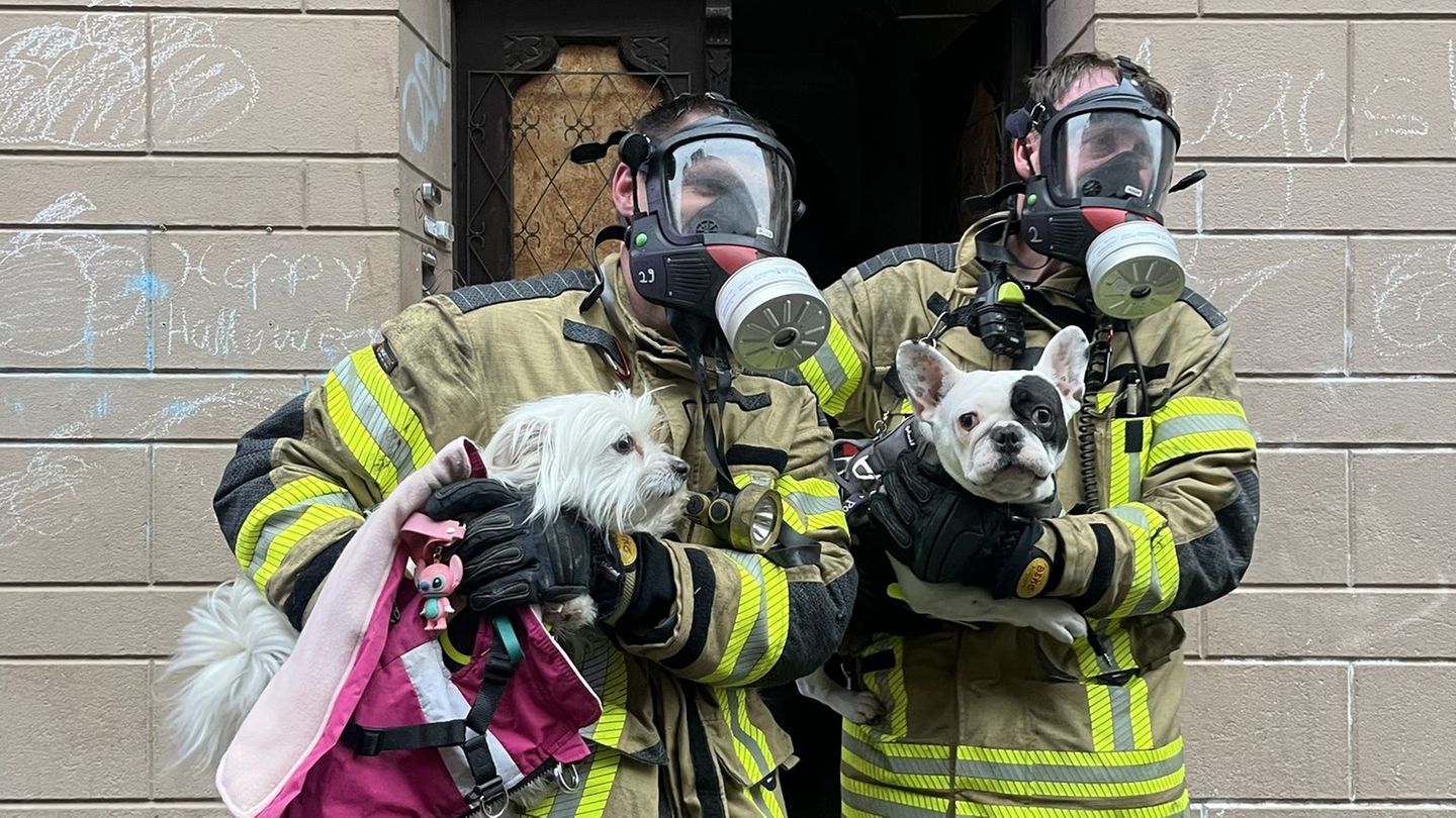 Zwei Hunde rettete die Feuerwehr und übergab sie ihren Besitzern. Foto: -/Feuerwehr Bremerhaven/dpa