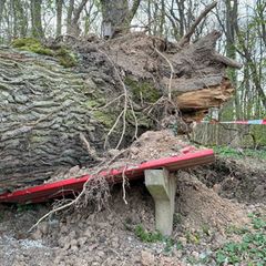Dass Bäume umstürzen, kann an Wurzelfäule liegen. Durch den Klimawandel kann dies häufiger vorkommen. Foto: Carolin Eckenfels/dp