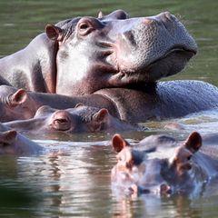 Flusspferde auf Escobars ehemaligen Anwesen