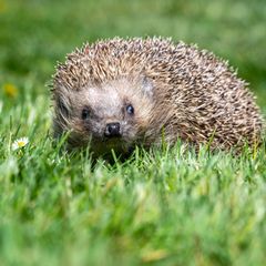 Mehrere Organisationen fordern ein bundesweites Nachtfahrverbot für Mähroboter, um den Igel zu schützen. (Archivbild) Foto: Armi