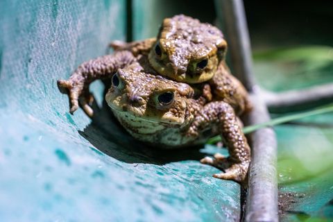 Wegen der Kälte sind die meisten Amphibien in diesem Jahr erst ab Ende März auf Wanderschaft gegangen. Foto: Pia Bayer/dpa