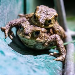 Wegen der Kälte sind die meisten Amphibien in diesem Jahr erst ab Ende März auf Wanderschaft gegangen. Foto: Pia Bayer/dpa