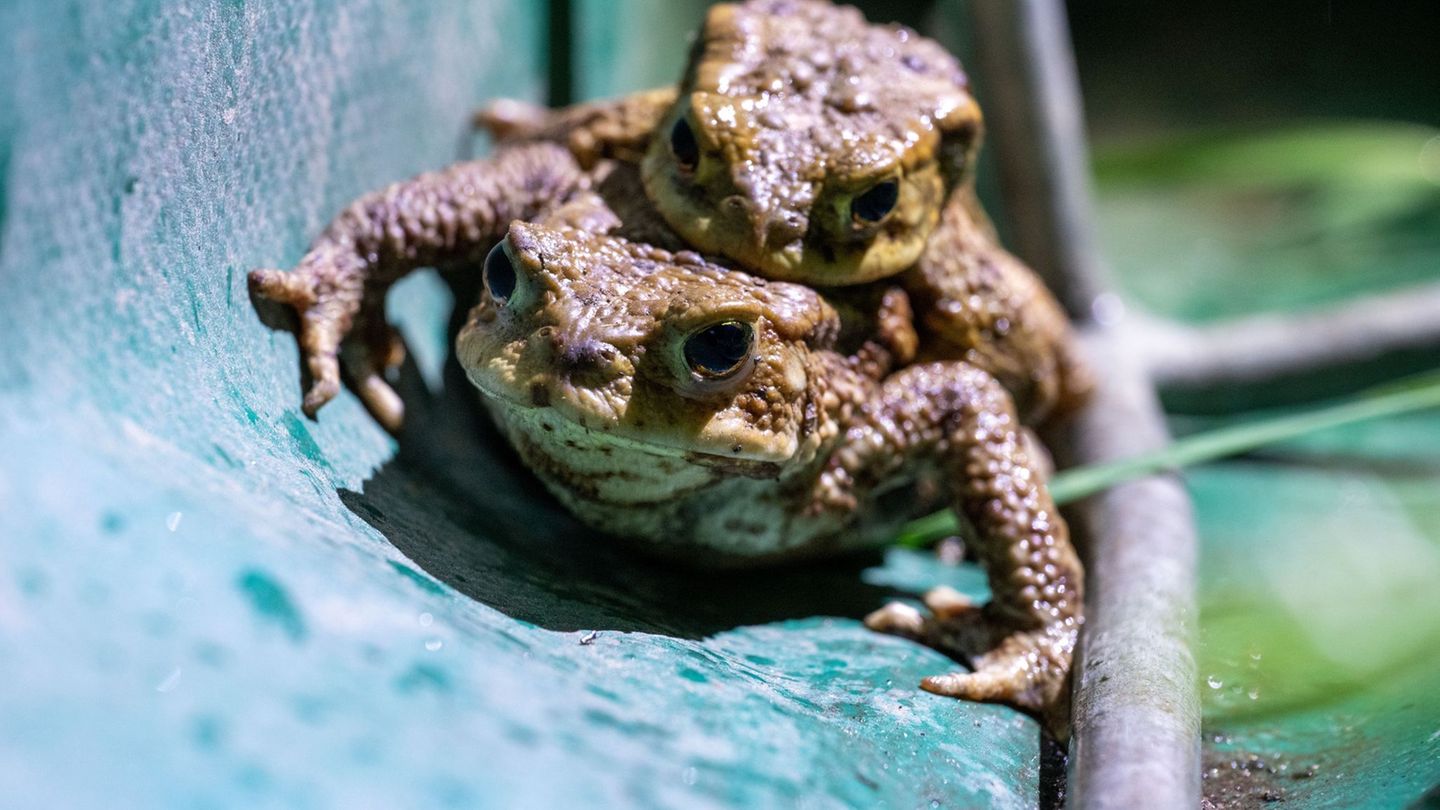 Wegen der Kälte sind die meisten Amphibien in diesem Jahr erst ab Ende März auf Wanderschaft gegangen. Foto: Pia Bayer/dpa