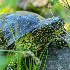 Schildkröten bieten wegen ihres geringen Gewichts wenig Nährwert. (Symbolbild) Foto: Patrick Pleul/dpa-Zentralbild/ZB