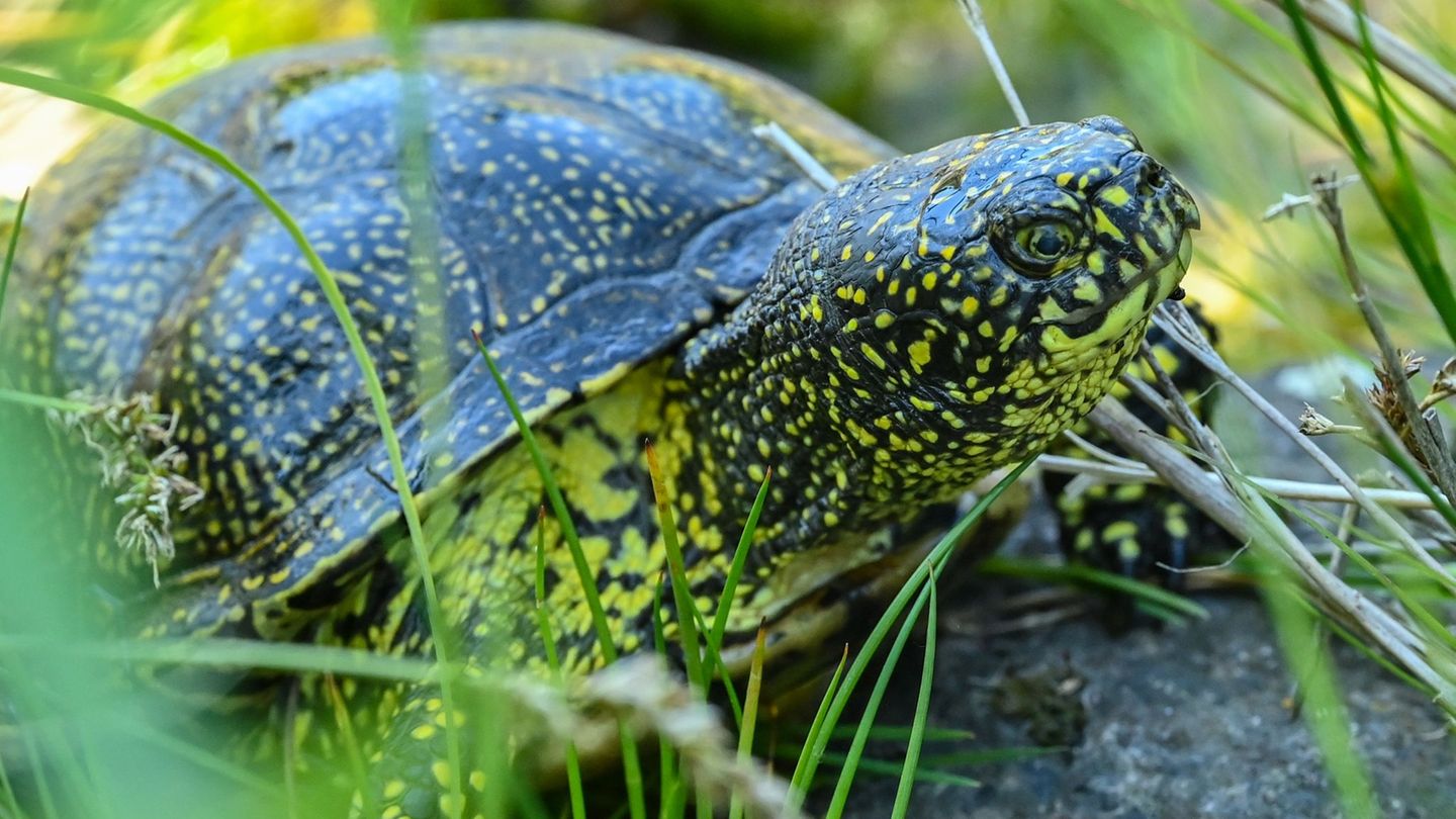 Schildkröten bieten wegen ihres geringen Gewichts wenig Nährwert. (Symbolbild) Foto: Patrick Pleul/dpa-Zentralbild/ZB