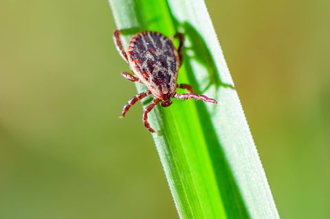 Je nach Areal sind 5 bis 50 Prozent der Zecken in Deutschland mit Borreliose infiziert. Foto: Patrick Pleul/dpa