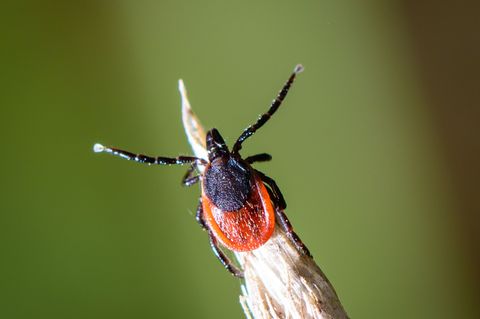 Der gemeine Holzbock ist die am häufigsten verbreitete Zeckenart in Deutschland. Foto: Patrick Pleul/dpa