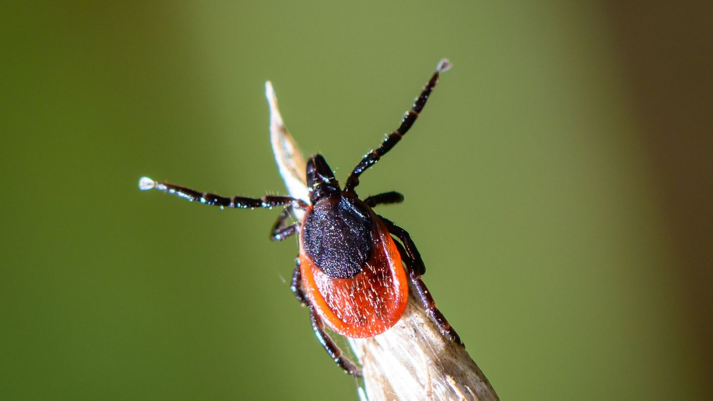 Der gemeine Holzbock ist die am häufigsten verbreitete Zeckenart in Deutschland. Foto: Patrick Pleul/dpa