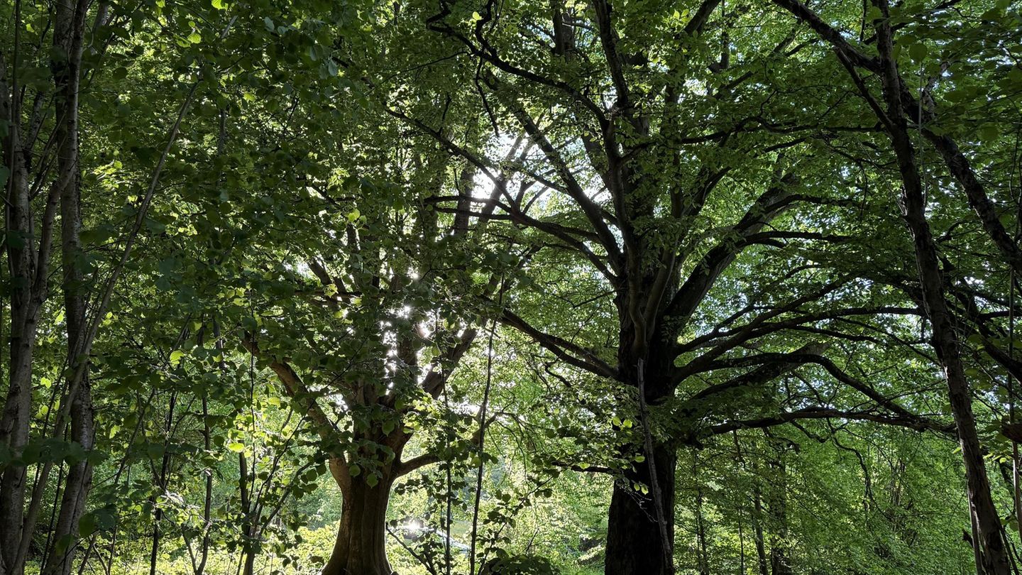 Die Rhön ist wie hier in ihrem bayrischen Teil Lebensraum alter knorriger Bäume. (Archivbild) Foto: Michael Bauer/DPA