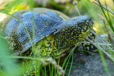 Schildkröten bieten wegen ihres geringen Gewichts wenig Nährwert. (Symbolbild) Foto: Patrick Pleul/dpa-Zentralbild/ZB