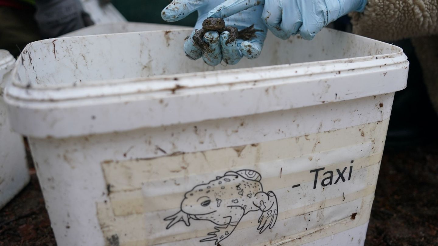Damit Kröten, Frösche und Molche nicht überfahren werden, bringen Freiwillige die Tiere in Eimern über die Straße. (Archivbild)