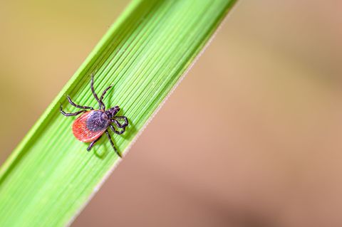 Der Holzbock kann Borrelien und FSME-Viren auf Mensch und Tier übertragen. Foto: Patrick Pleul/dpa