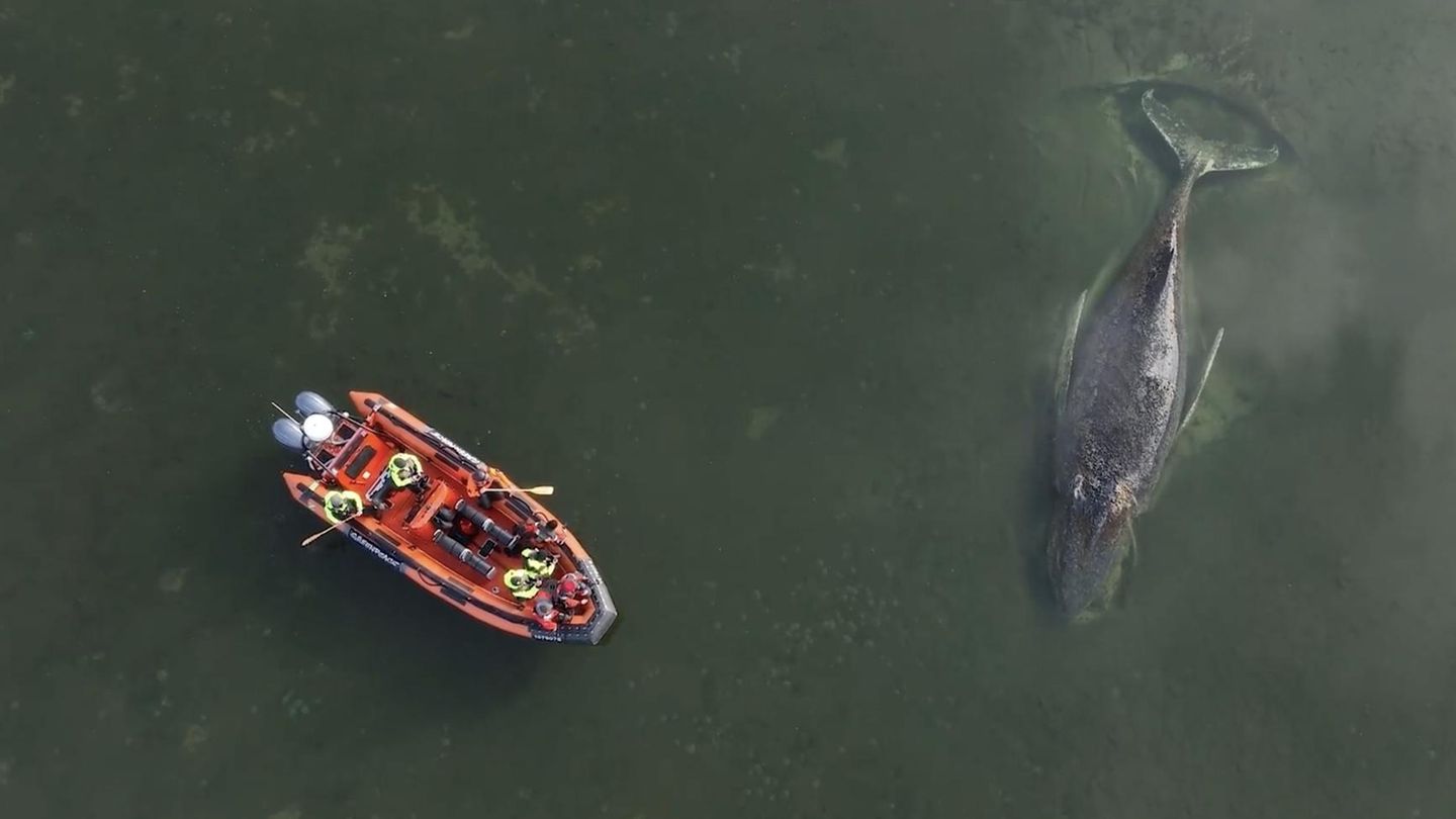 Immer mehr Aktivisten vor Ort: Ostsee-Wal ertrinkt womöglich – Polizei muss Zone absichern