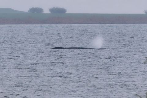 Der Zustand des gestrandeten Wals vor der Insel Poel ist unverändert. (Archivbild) Foto: Marcus Golejewski/dpa