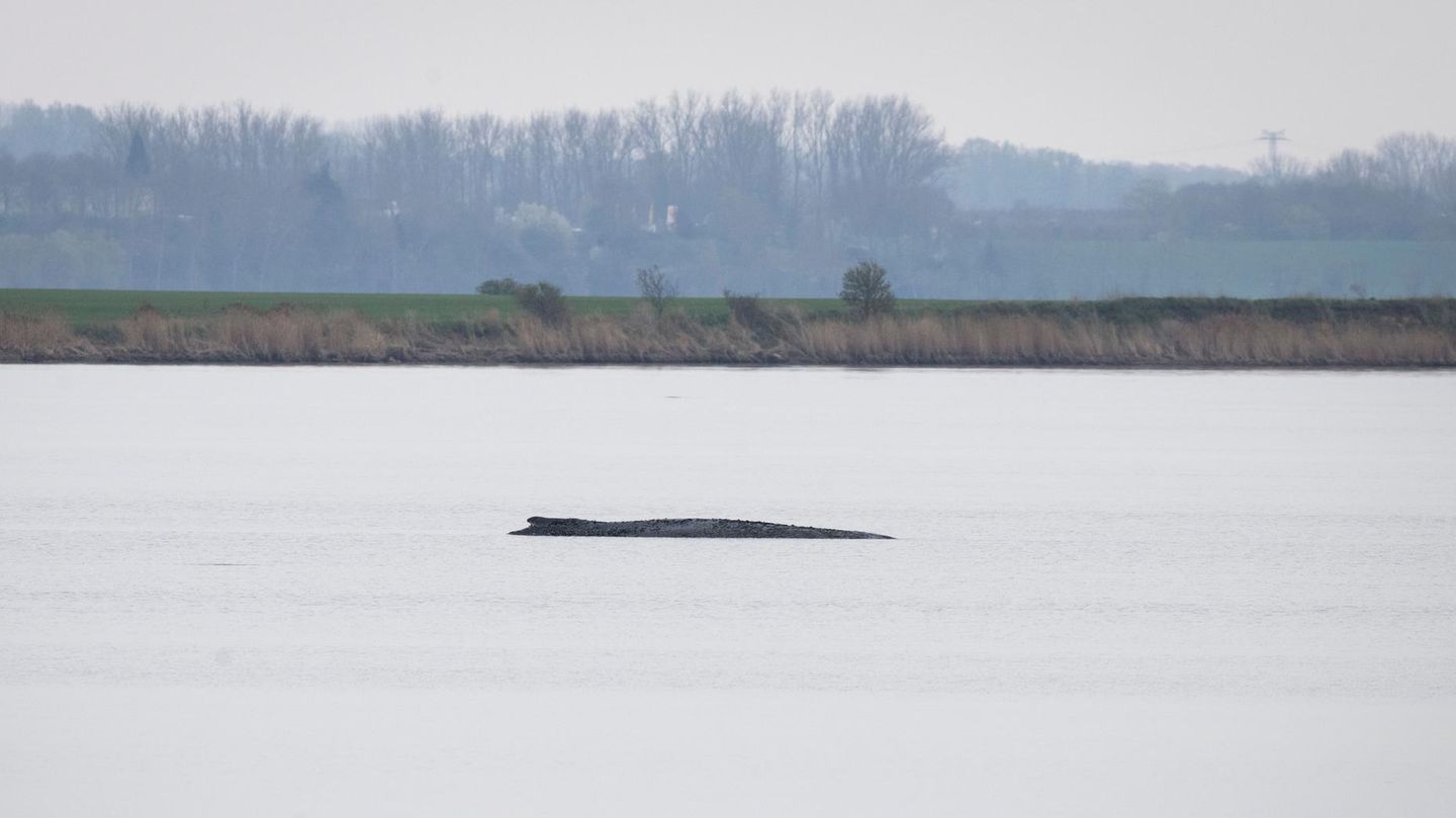 Wal-Newsblog: Warnung vor Fake-Spendenaufrufen und Falschinformationen im Netz