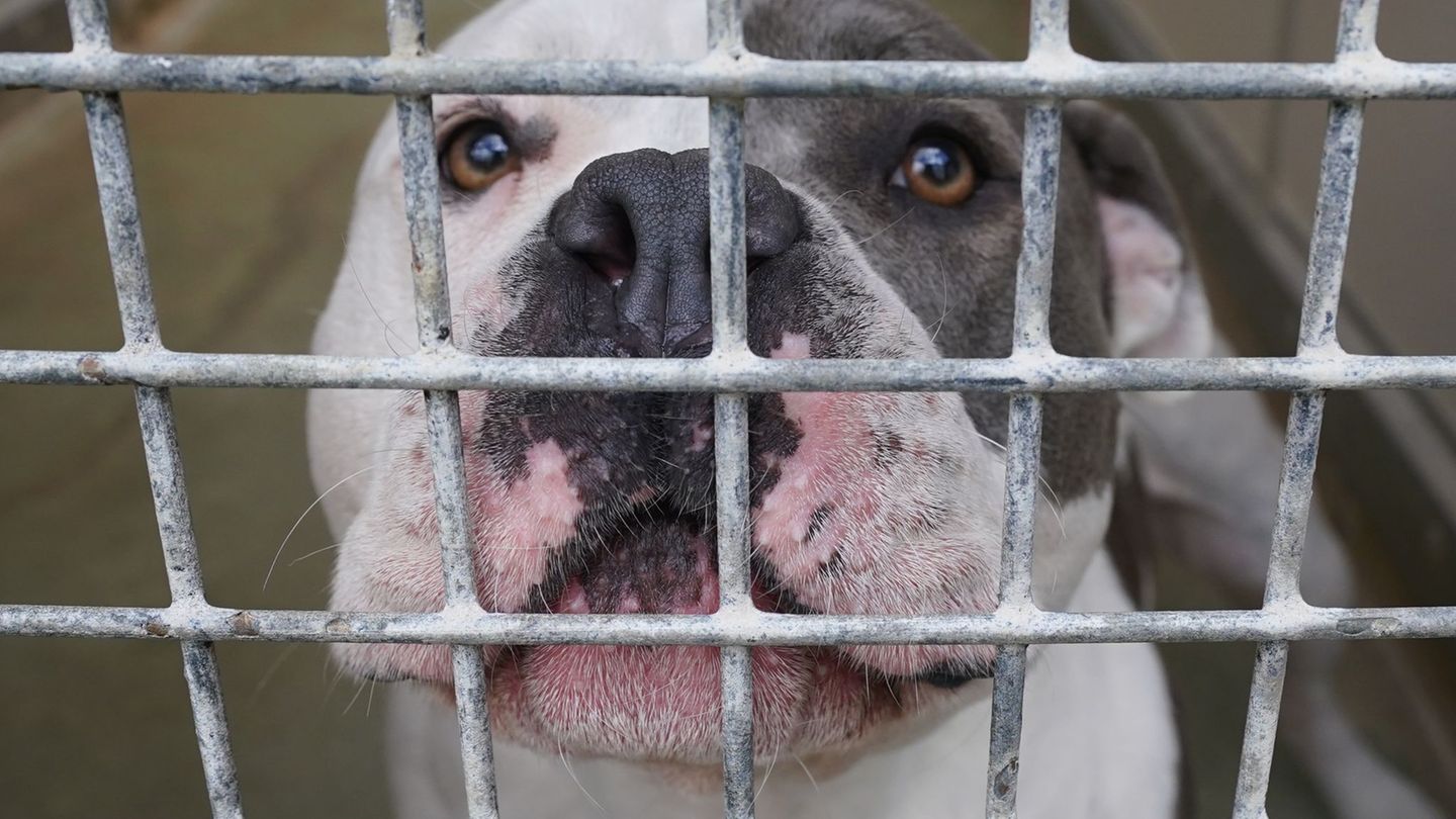 Der Hund wurde nach der Attacke auf das Kind eingeschläfert. (Symbolbild) Foto: Marcus Brandt/dpa