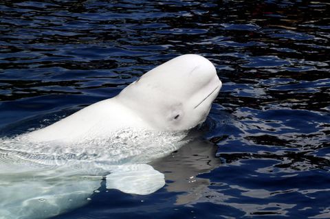 Ein Belugawal