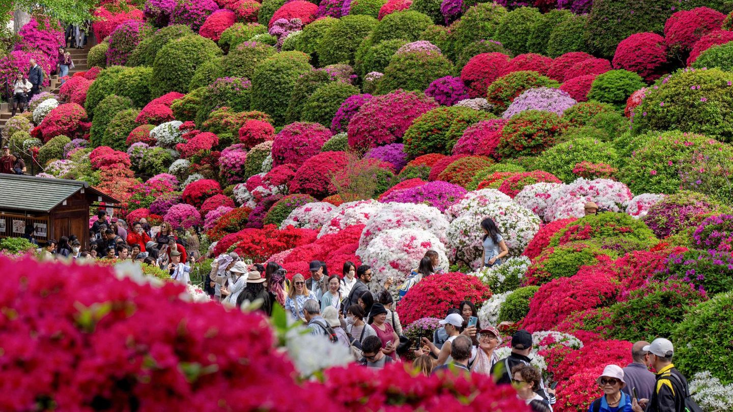 Tokio, Japan. Japan ist bekannt für seine zartrosa Kirschblüten im Frühjahr. Aber auch andere Blüten ziehen die Besucher in Scharen an. Zum Beispiel während des jährlichen Azaleenfestes auf dem Gelände des Nezu-Schreins.
