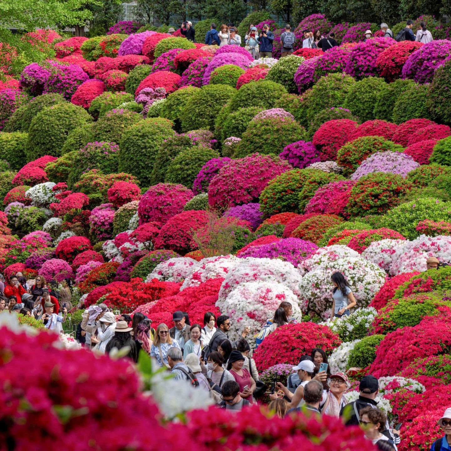 Tokio, Japan. Japan ist bekannt für seine zartrosa Kirschblüten im Frühjahr. Aber auch andere Blüten ziehen die Besucher in Scharen an. Zum Beispiel während des jährlichen Azaleenfestes auf dem Gelände des Nezu-Schreins.