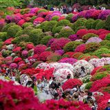 Tokio, Japan. Japan ist bekannt für seine zartrosa Kirschblüten im Frühjahr. Aber auch andere Blüten ziehen die Besucher in Scharen an. Zum Beispiel während des jährlichen Azaleenfestes auf dem Gelände des Nezu-Schreins.