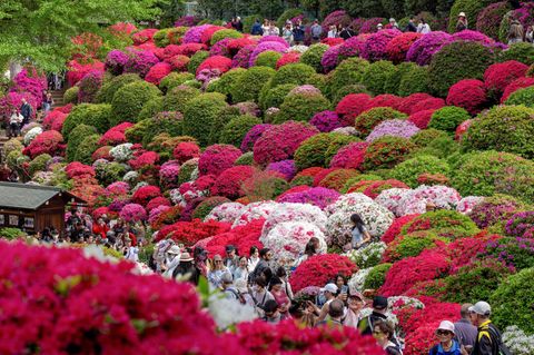 Tokio, Japan. Japan ist bekannt für seine zartrosa Kirschblüten im Frühjahr. Aber auch andere Blüten ziehen die Besucher in Scharen an. Zum Beispiel während des jährlichen Azaleenfestes auf dem Gelände des Nezu-Schreins.